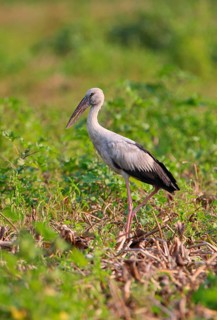 Asian Open-billed Stork
