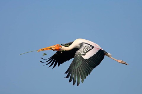 Painted Stork