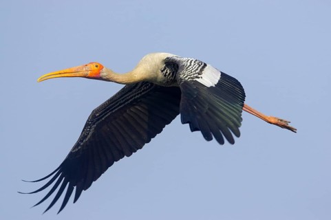 Painted Stork
