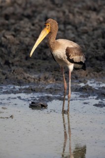 Young Painted painted stork