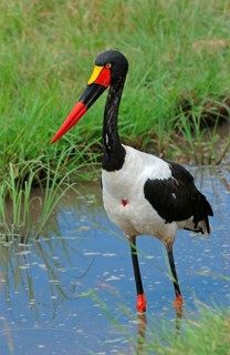 Saddle-billed stork