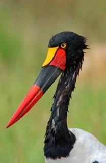 Saddle-billed stork