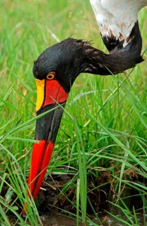 Saddle-billed stork
