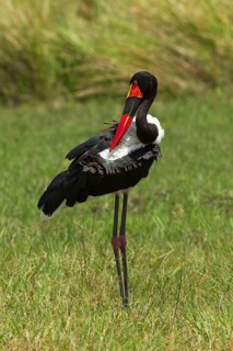 Saddle-billed stork