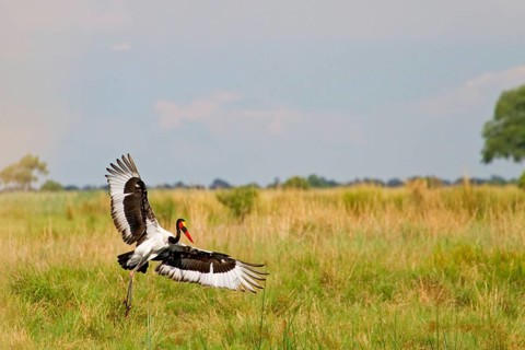Saddle-billed stork