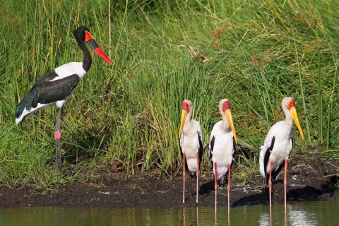Saddle-billed stork