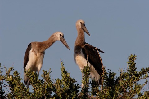 Saddle-billed stork