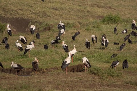 White Stork
