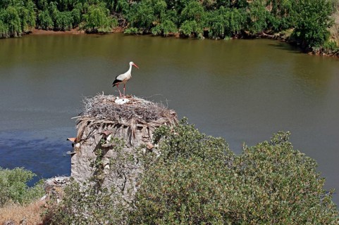 White Stork