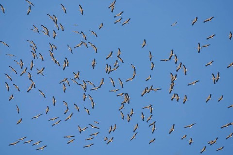 White Stork