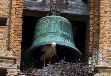 White stork