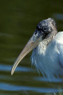 Wood Stork