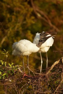 Wood stork