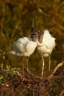 Wood stork