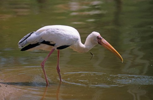 Milky stork