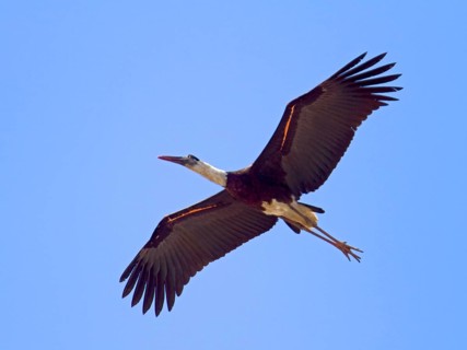 Woolly-necked stork