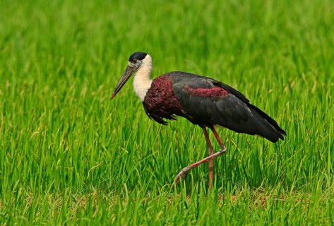 Woolly-necked Stork