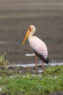 Yellow Billed Stork