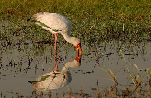 African Yellow-billed Stork