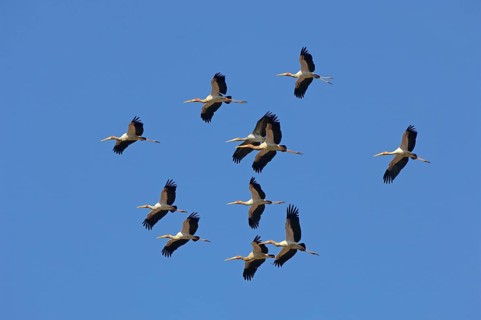 Yellow-billed Stork