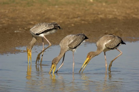 Yellow-billed Stork