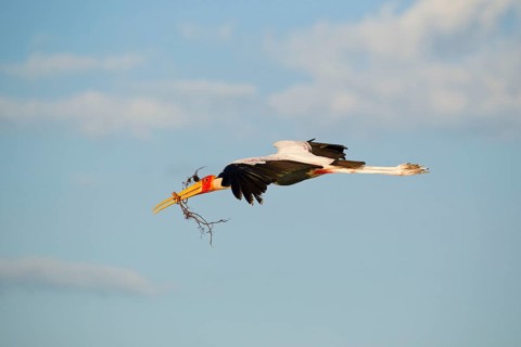 African Yellow-billed Stork