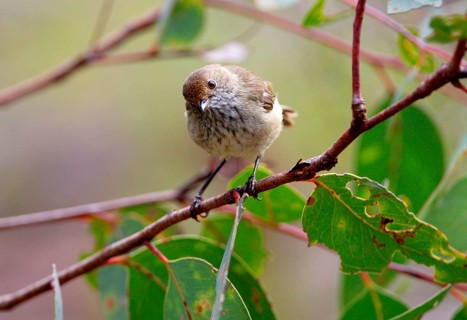 Brown Thornbill