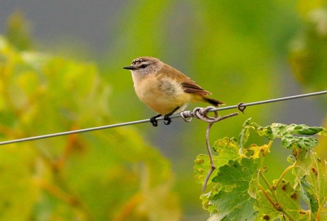 Yellow-rumped Thornbill