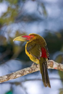 Saffron toucanet