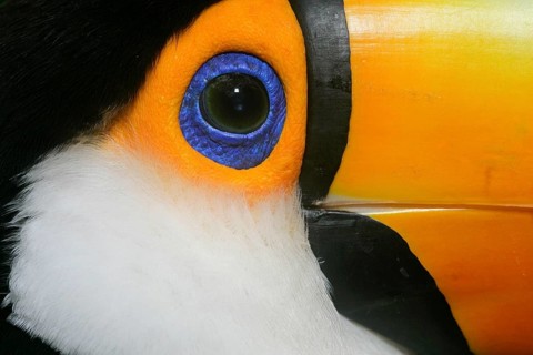Toco toco toucan