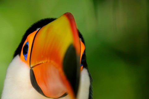 Toco toucan