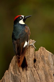 Acorn Woodpecker