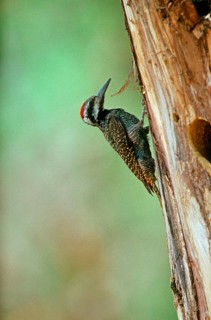Bearded Woodpecker