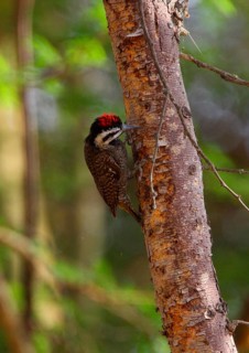 Bearded Woodpecker