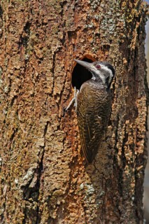 Bearded Woodpecker