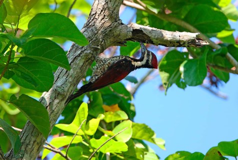 Black-rumped flameback