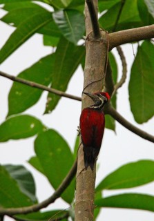 Black-rumped flameback