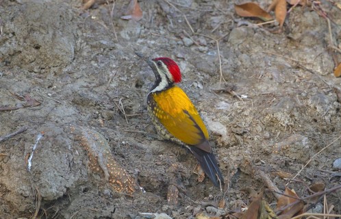 Black-rumped flameback