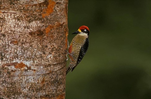 Pileated Woodpecker