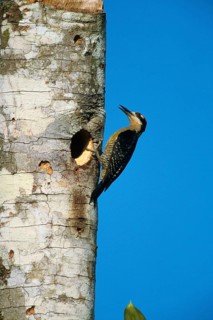 Pileated Woodpecker