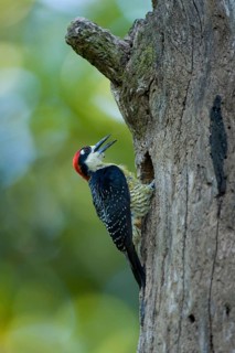 Black-cheeked Woodpecker
