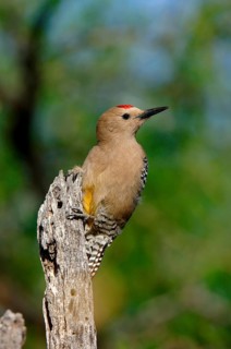 Gila Woodpecker