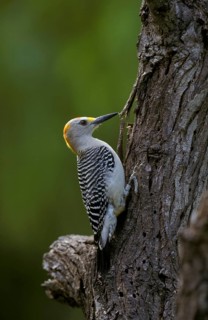 Golden-fronted Woodpecker