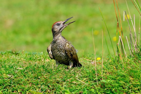 Green Woodpecker