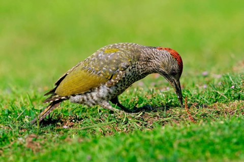 Green Woodpecker