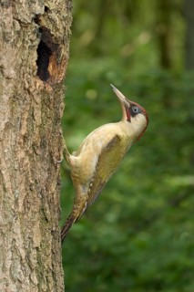 Green Woodpecker