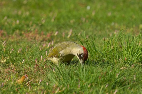 Green Woodpecker