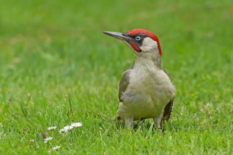 Green Woodpecker