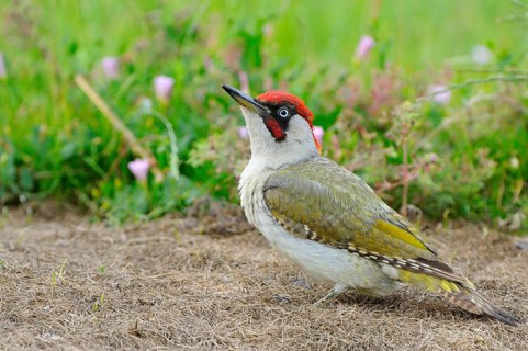 Green Woodpecker
