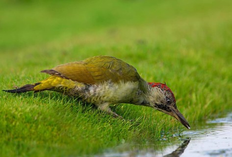 Green Woodpecker